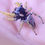 Thumbnail: Stunning Phidippus arizonensis males 10-12 mm 