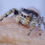 Thumbnail: Beautiful Phidippus adumbratus females 10-12 mm