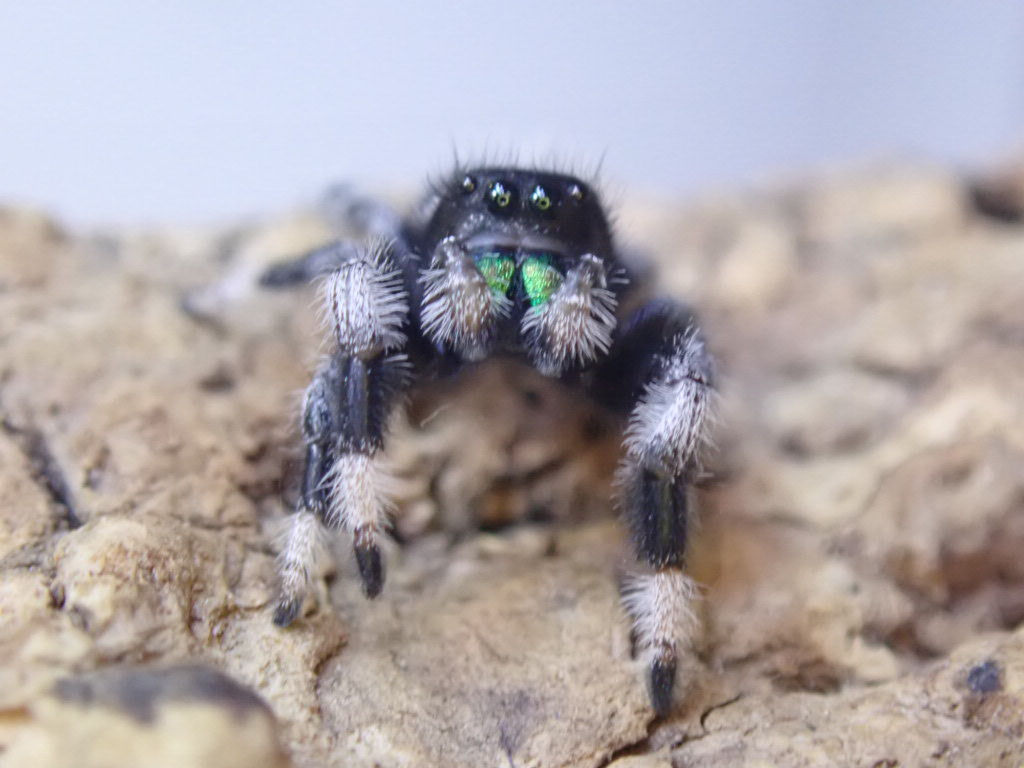 Gorgeous Phidippus regius Isla Juventud Antile males 10 mm +