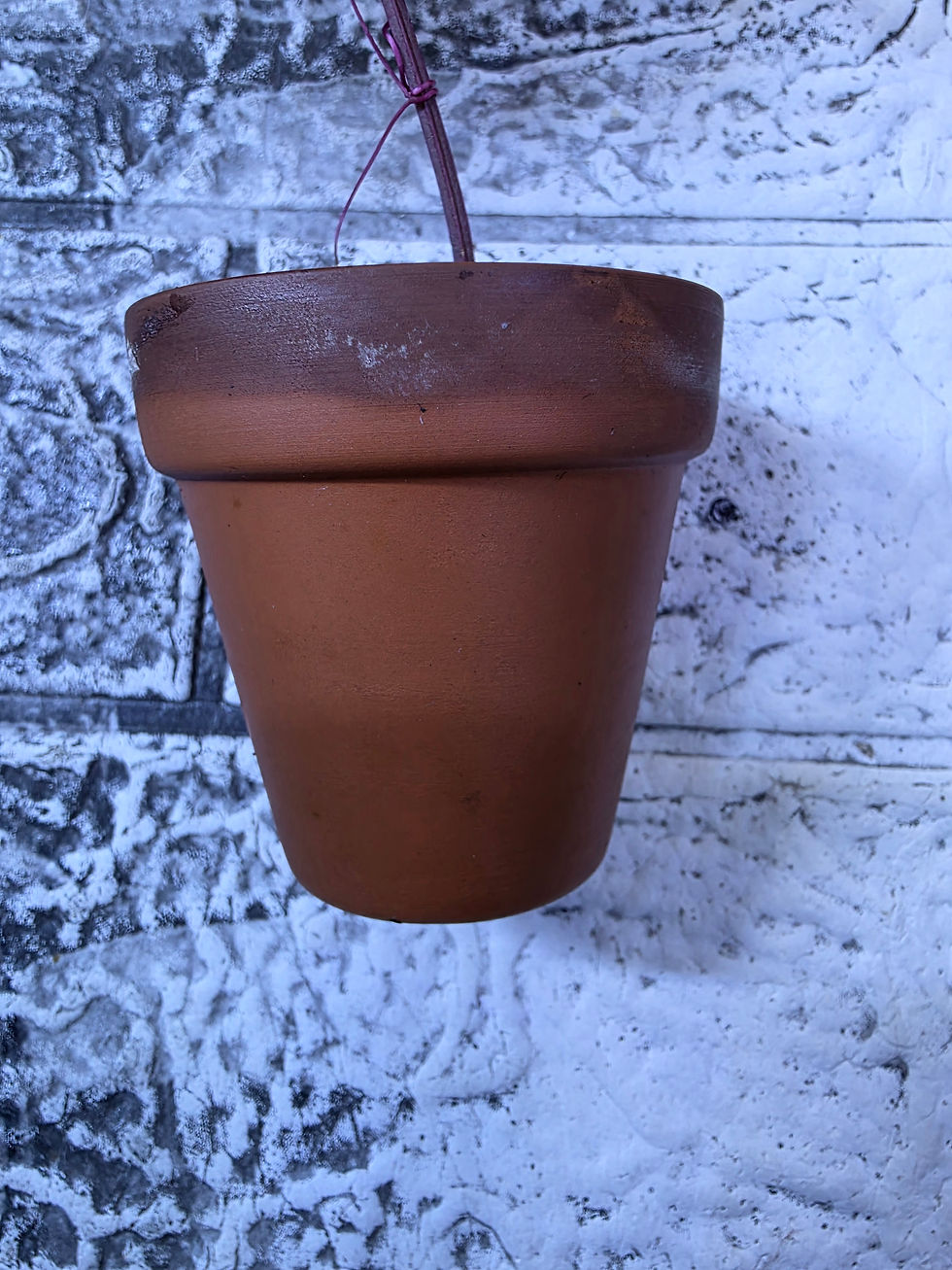 Thumbnail: Cissus Discolour Rex Begonia Vine Live potted plant.