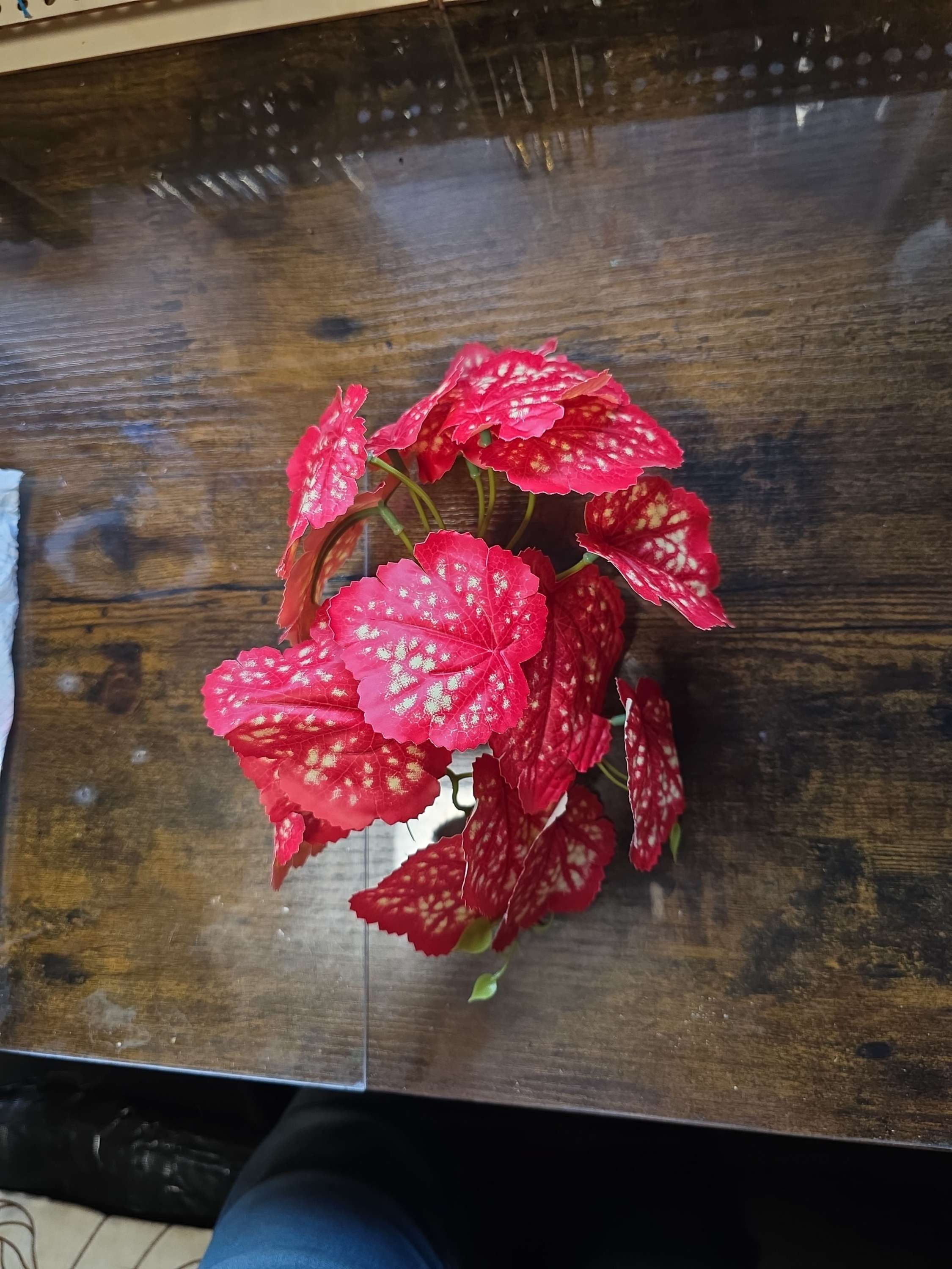 JSW Magnetic artificial trailing Red Bagonia plant