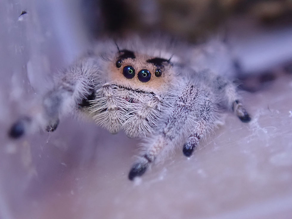 Miniaturbild: Phidippus regius Apalachicola females (random listing) 10-12mm +