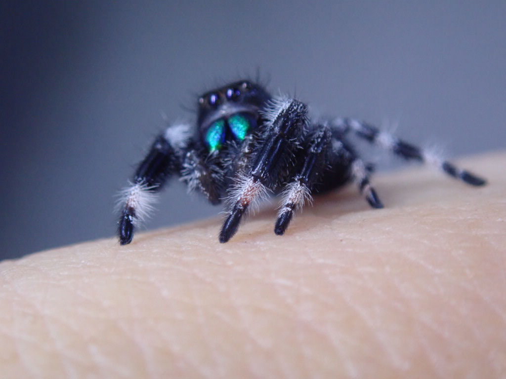 Gorgeous Phidippus regius Apalichicola males ( Randomly picked)  10-12 mm