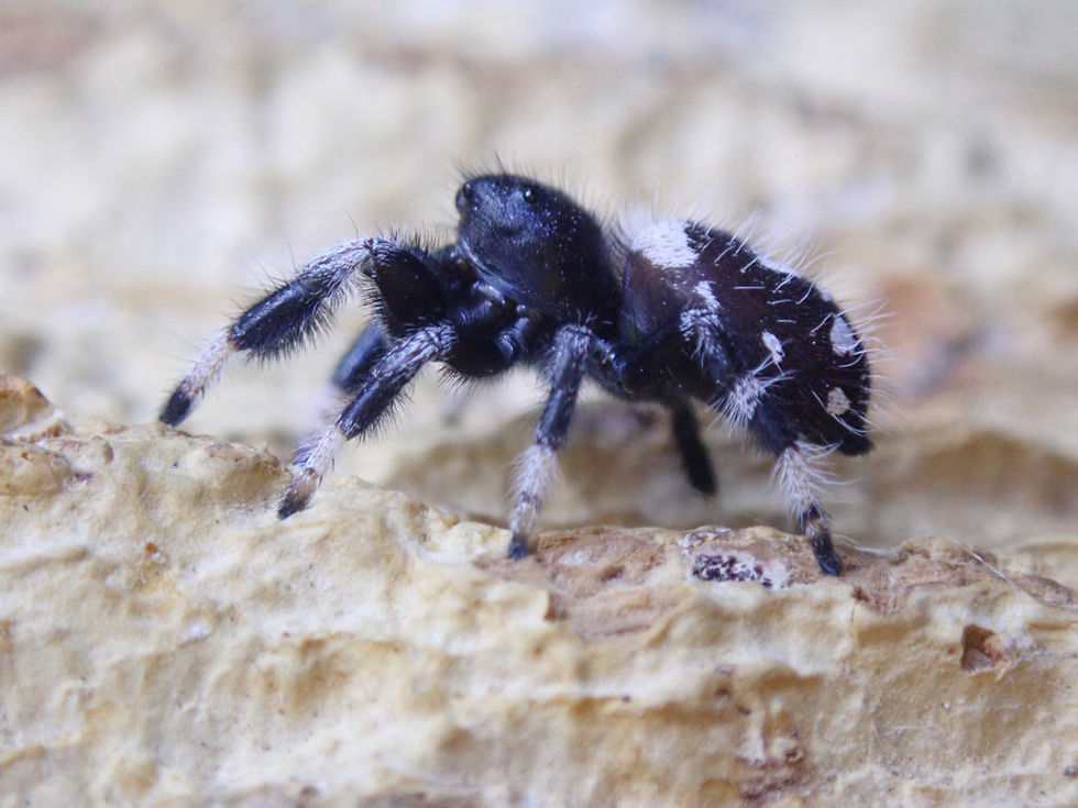 Miniatura: Gorgeous Phidippus regius Isla Juventud Antile males 10 mm +