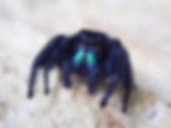 Gorgeous Phidippus bidentatus 'Maya' males 12 mm +