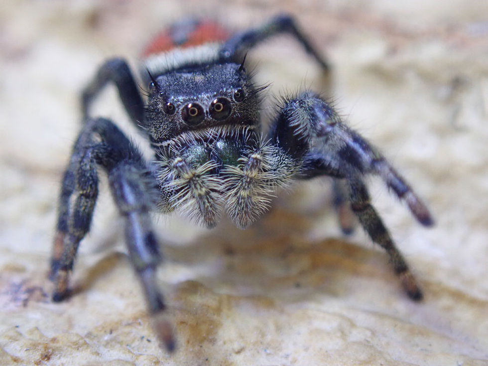 Indexkép: Gorgeous Phidippus Carneus (Females) 12 mm +