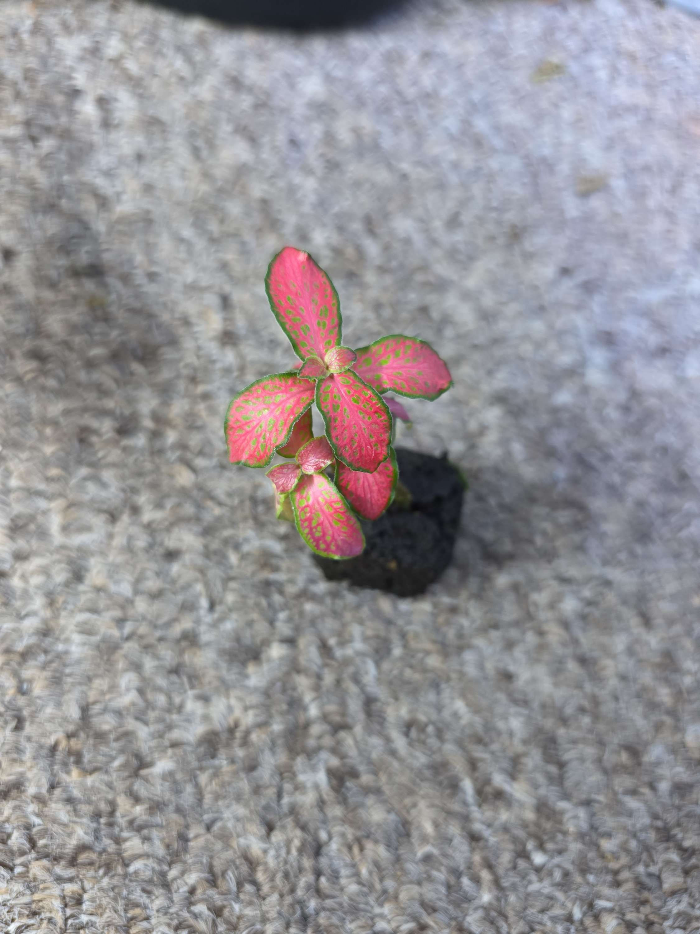 JSW Live Fittonia - Nerve Plant ( Pink veined) single plug plant