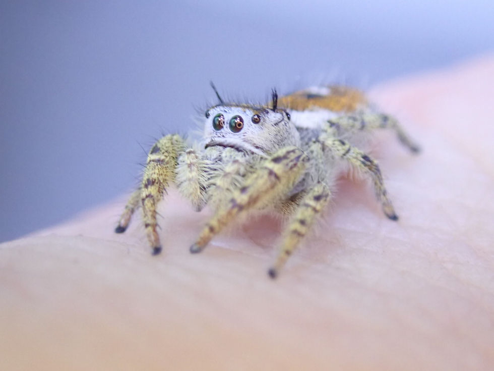Thumbnail: Stunning Phidippus arizonensis females 10-12mm