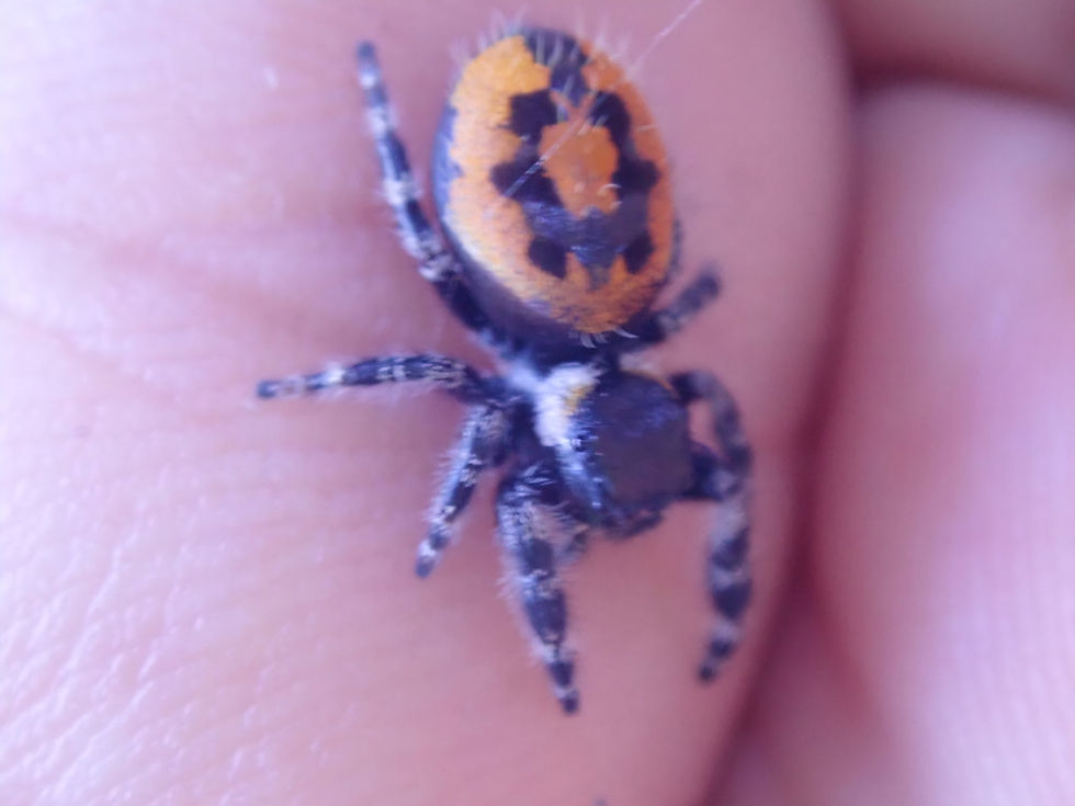 Sīktēls: Beautiful Phidippus audax 'Big Bend' (Unsexed) 12mm +