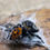 Sīktēls: Stunning Phidippus audax 'Big Bend' females 12 mm +