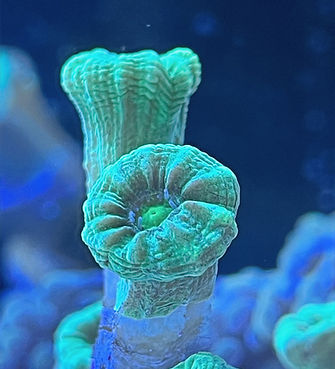 Candy cane coral