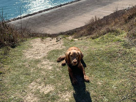 jasper dog sitting down