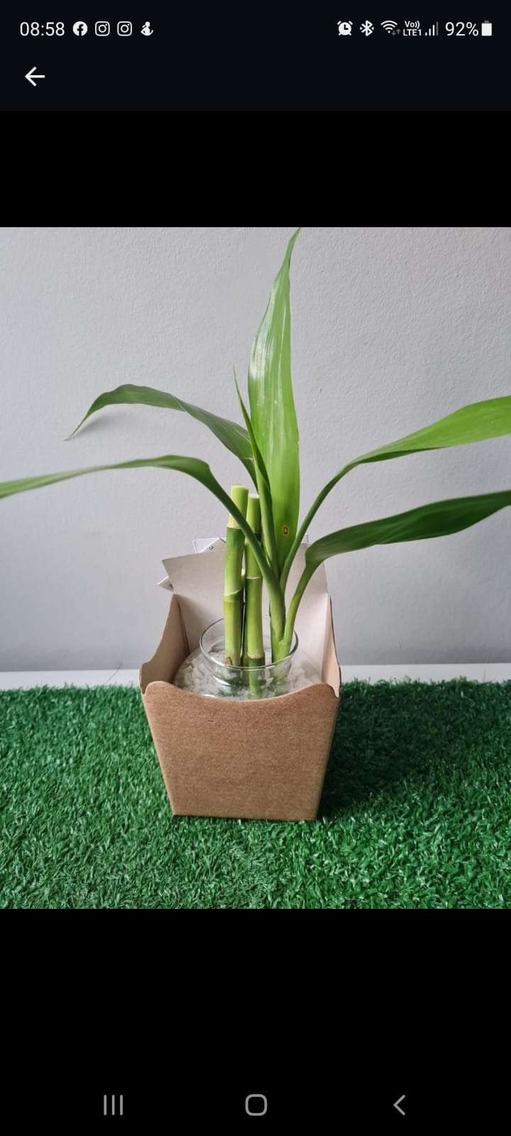 Bambu da prosperidade com 3 hastes