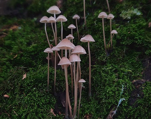 Mushrooms
