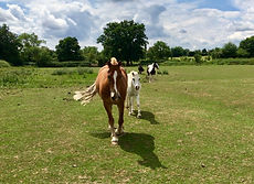 Maria's herd.jpeg