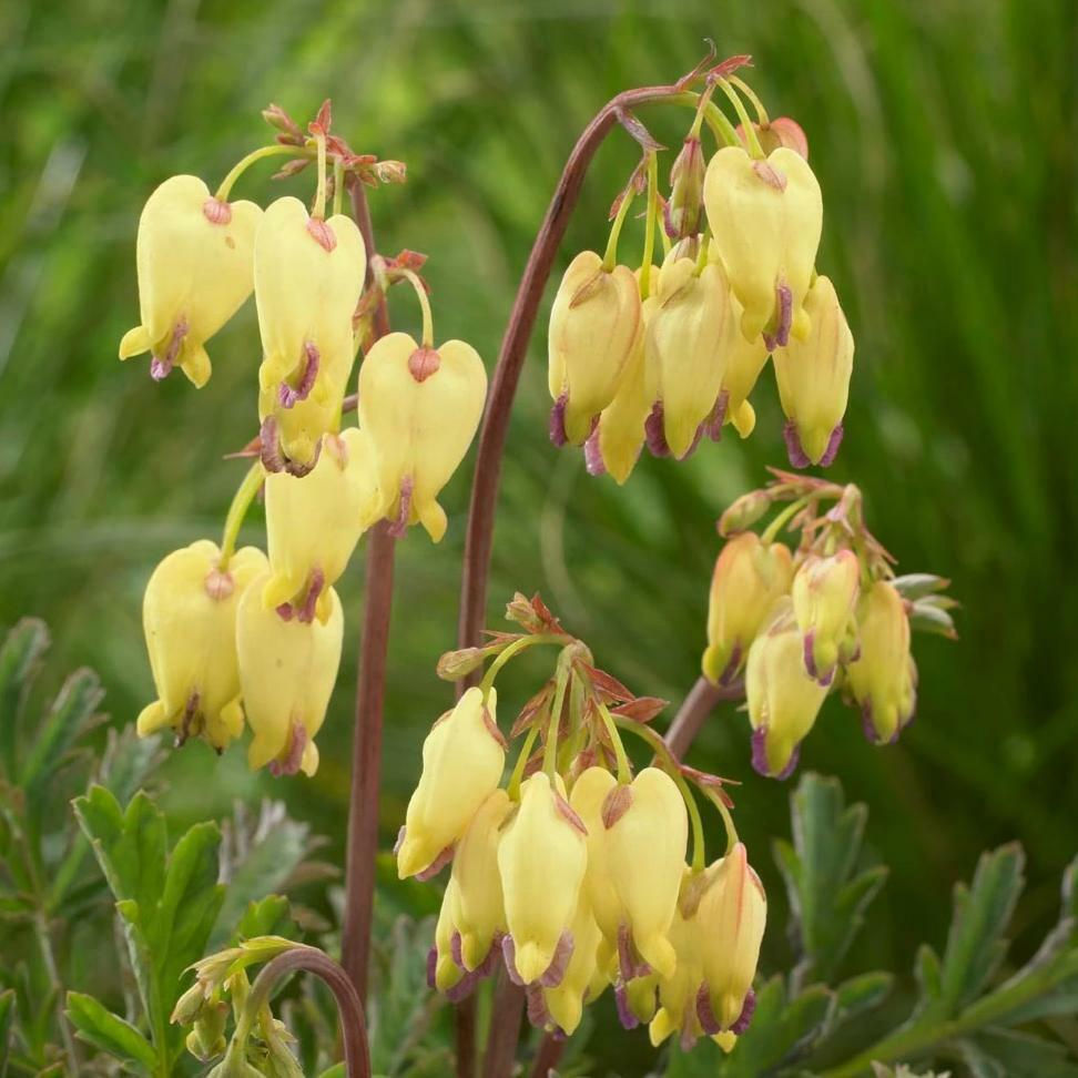 My Seeds Yellow Bleeding Heart Seeds Now on Sale