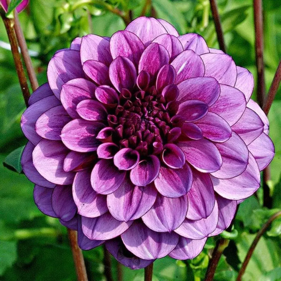 Dahlias for sale | all types of Dahlias