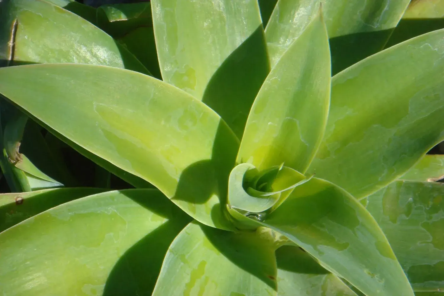 Agave (Agave attenuata) 20 Fresh Seeds