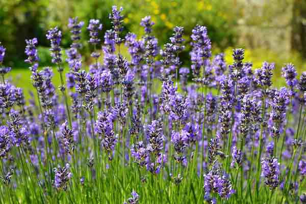 Buy Lavender 'true' English Seeds Organic My Seeds Au Garden Plants Flowers
