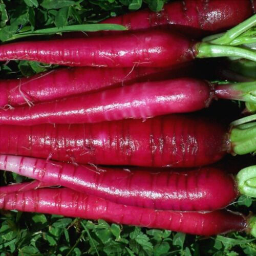 Buy RADISH 'Fire Candle' 100 seeds vegetable online at My Seeds