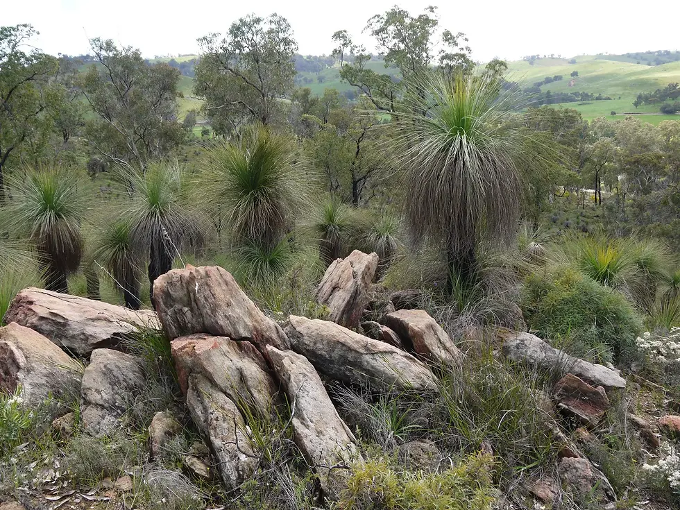 Thumbnail: Blackboy (Xanthorrhoea Preissi) 30 Seeds