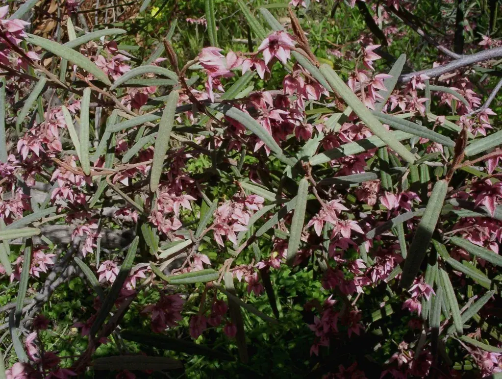 Slender Velvet Bush (Lasiopetalum baueri) 50 Seeds