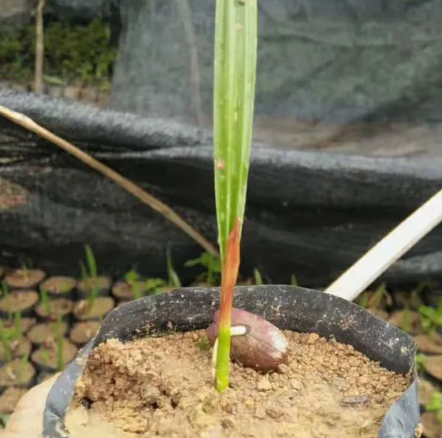 Thumbnail: Canary Island Date Palm ~ Phoenix Canariensis Seeds
