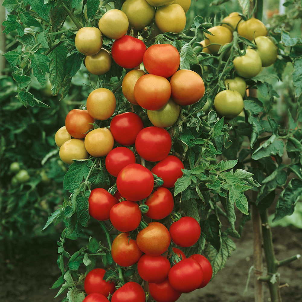 30+ Moneymaker Tomato Seeds | Seed Supply | Plants on sale online