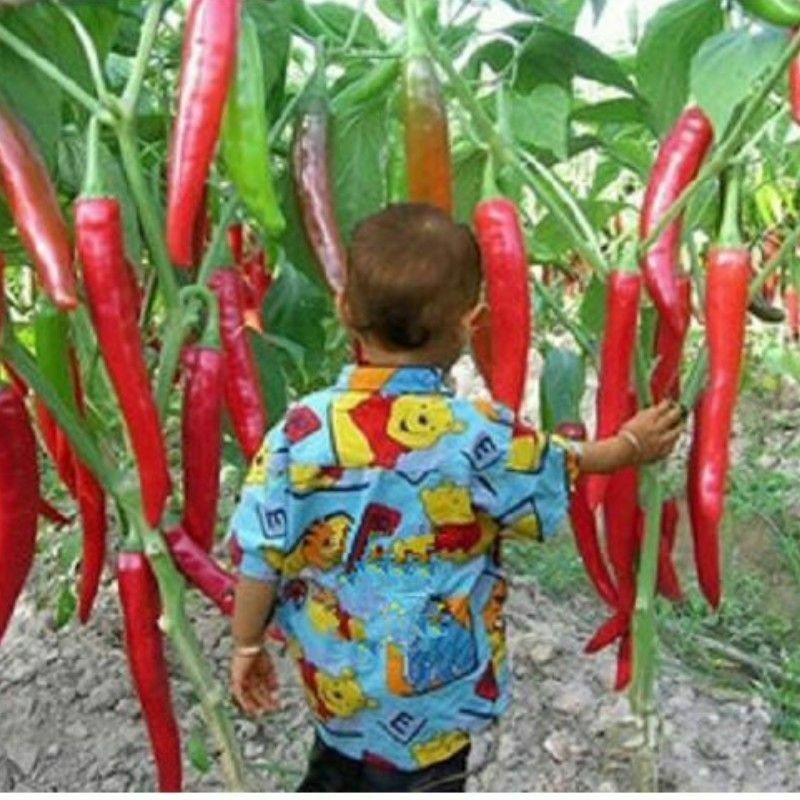 Thumbnail: Buy Giant Chilli online at My Seeds