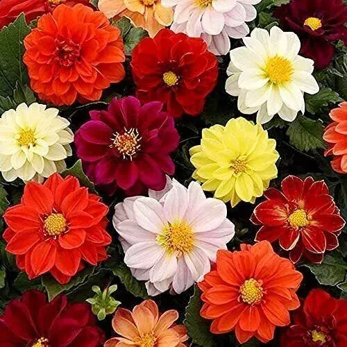 Dahlias for sale | all types of Dahlias