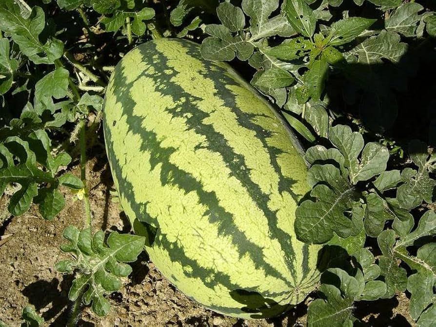 24 Congo Watermelon Seeds | Seed Supply | Plants on sale online