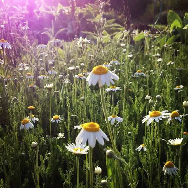 Buy Organic Roman Chamomile Seed My Seeds Au Garden Plants Flowers