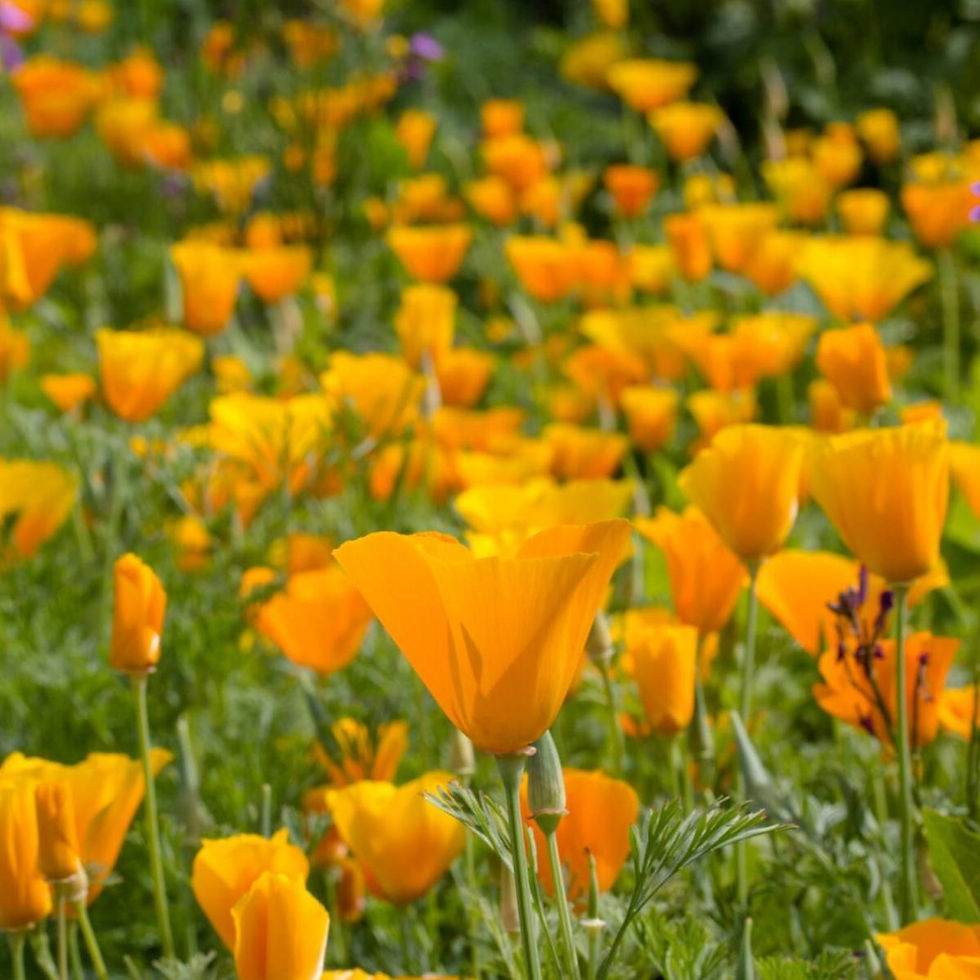 Poppy- California Orange- 1000+ Seeds | Seed Supply | Plants on sale online