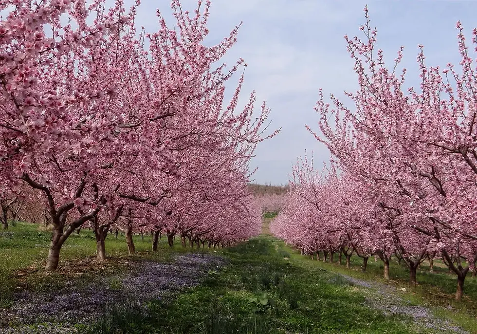 Thumbnail: Peach Blossom TeaTree (Leptospermum squarrosum) 50 Seeds