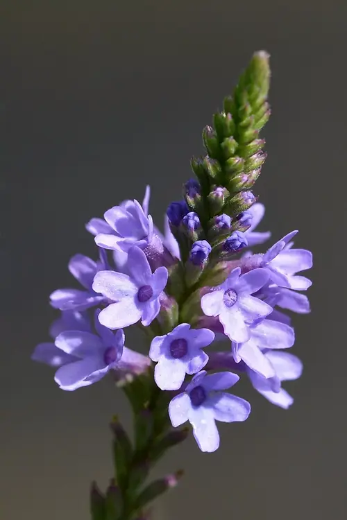 500 Blue Vervain Seeds | Medicinal Herb Seeds