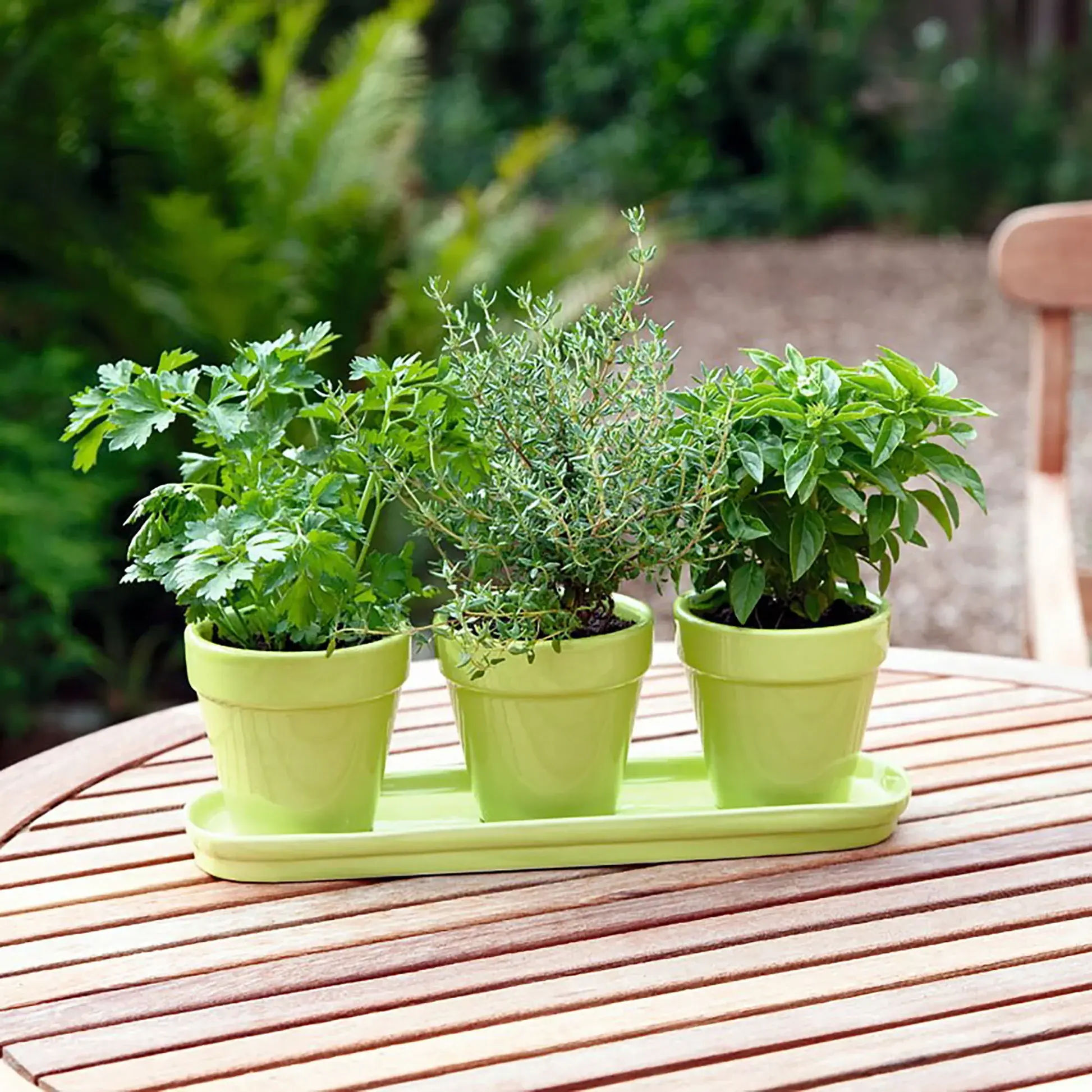 Buy Kitchen Herb Seed 10 Pack Organic My Seeds Au Garden Plants Flowers