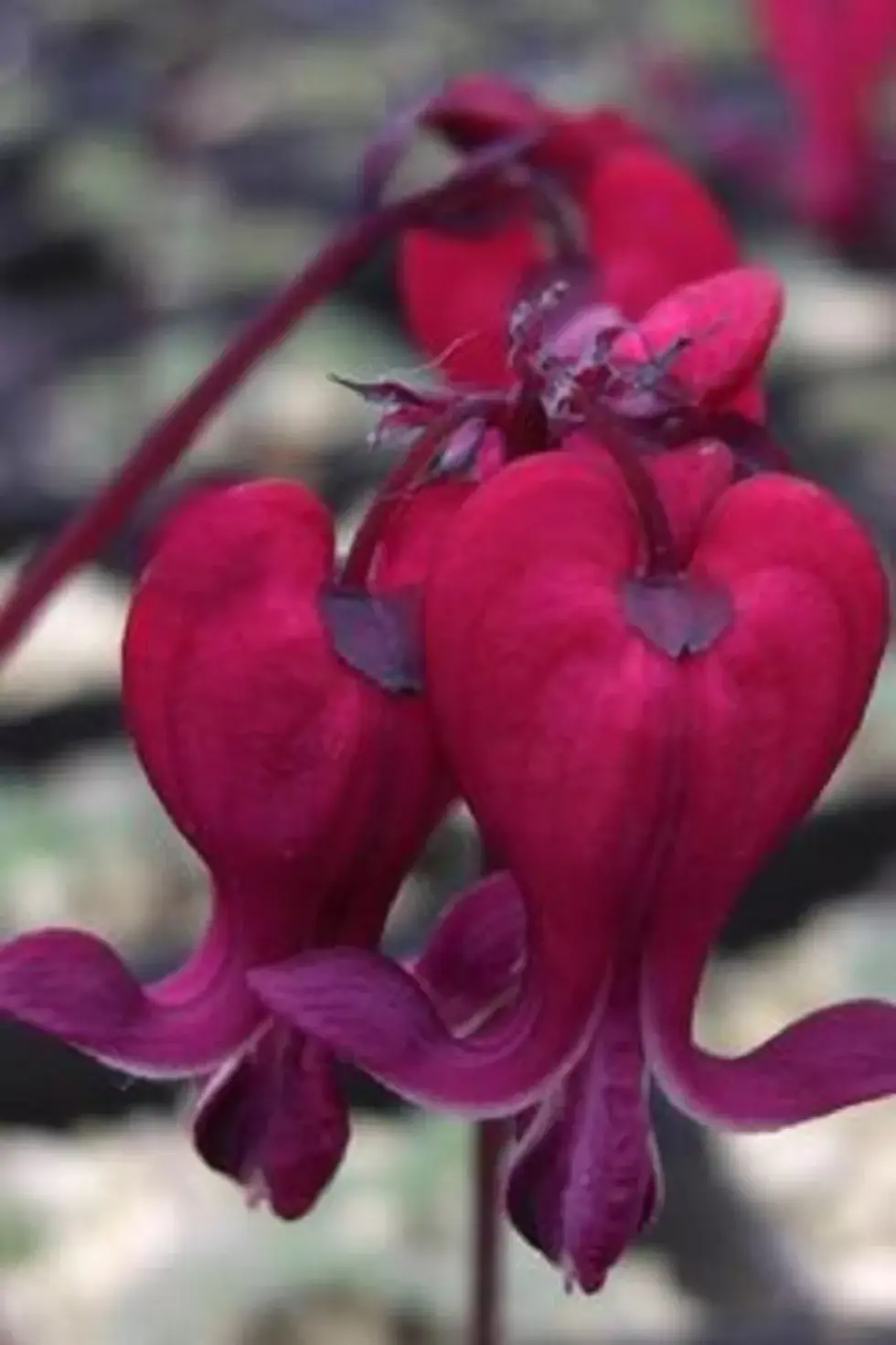 Bleeding Heart Flower Seeds – Bleeding heart climbing plant
