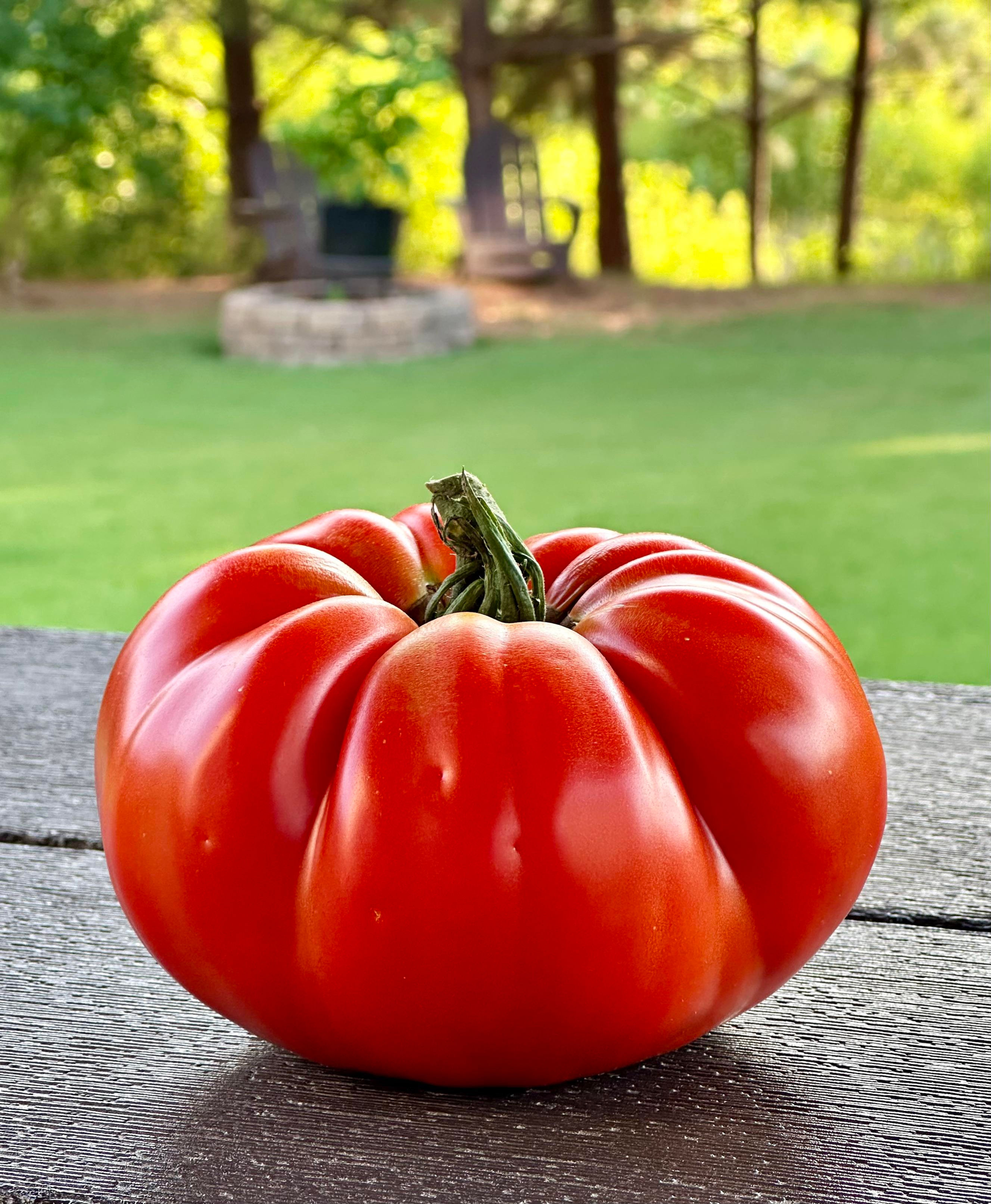 120+ Big Zac Tomato Seeds | Seed Supply | Plants on sale online