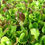 Thumbnail: Buy LETTUCE 'Mixed' Seeds All type Mix Heirloom Vegetable Garden online at My Seeds