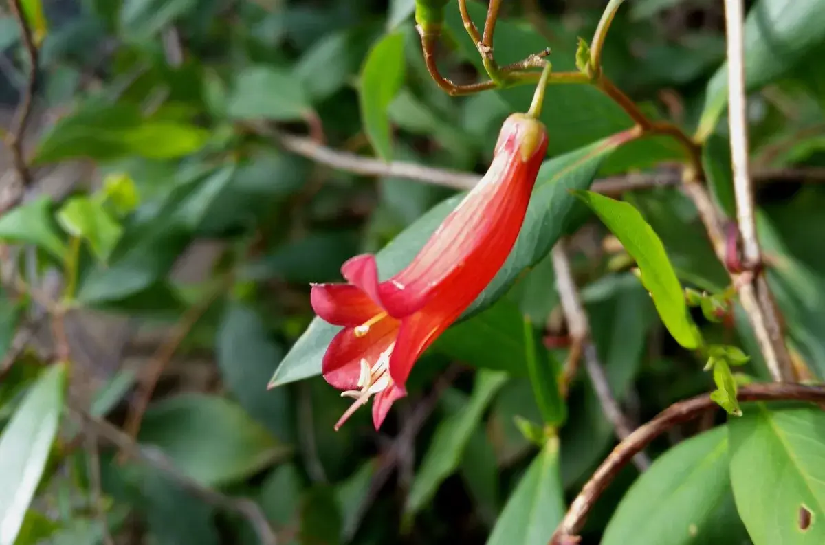 Red Marianthus (Marianthus erubescens) 30 Seeds
