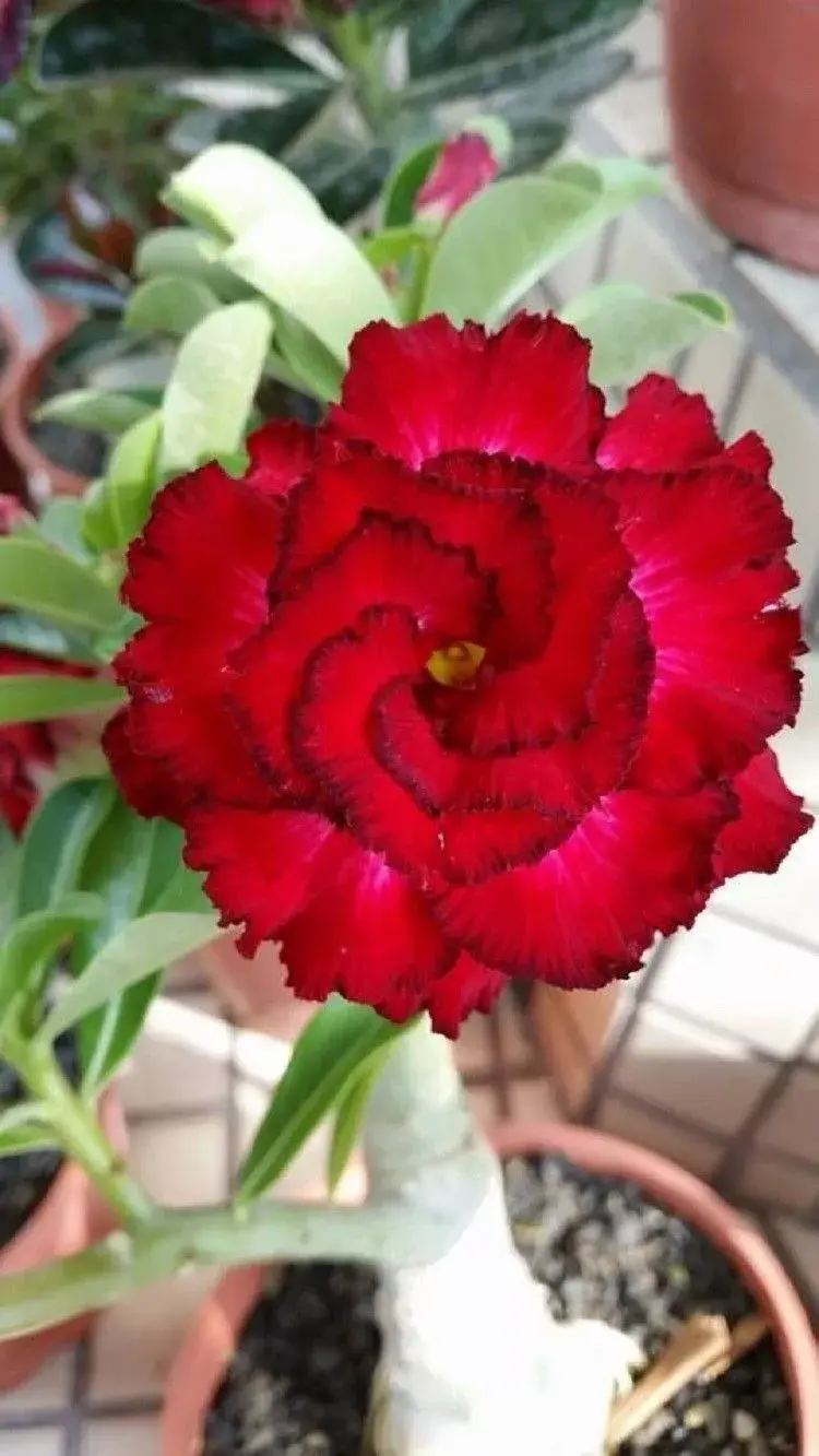 Desert Rose Seeds | Buy rose plants online