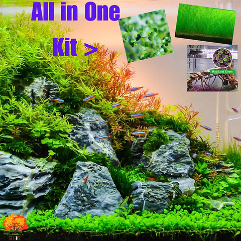 Aquarium Grass Plant Seeds Kit |Fish Tank Aquascaping Aquarium plants | My  Seeds
