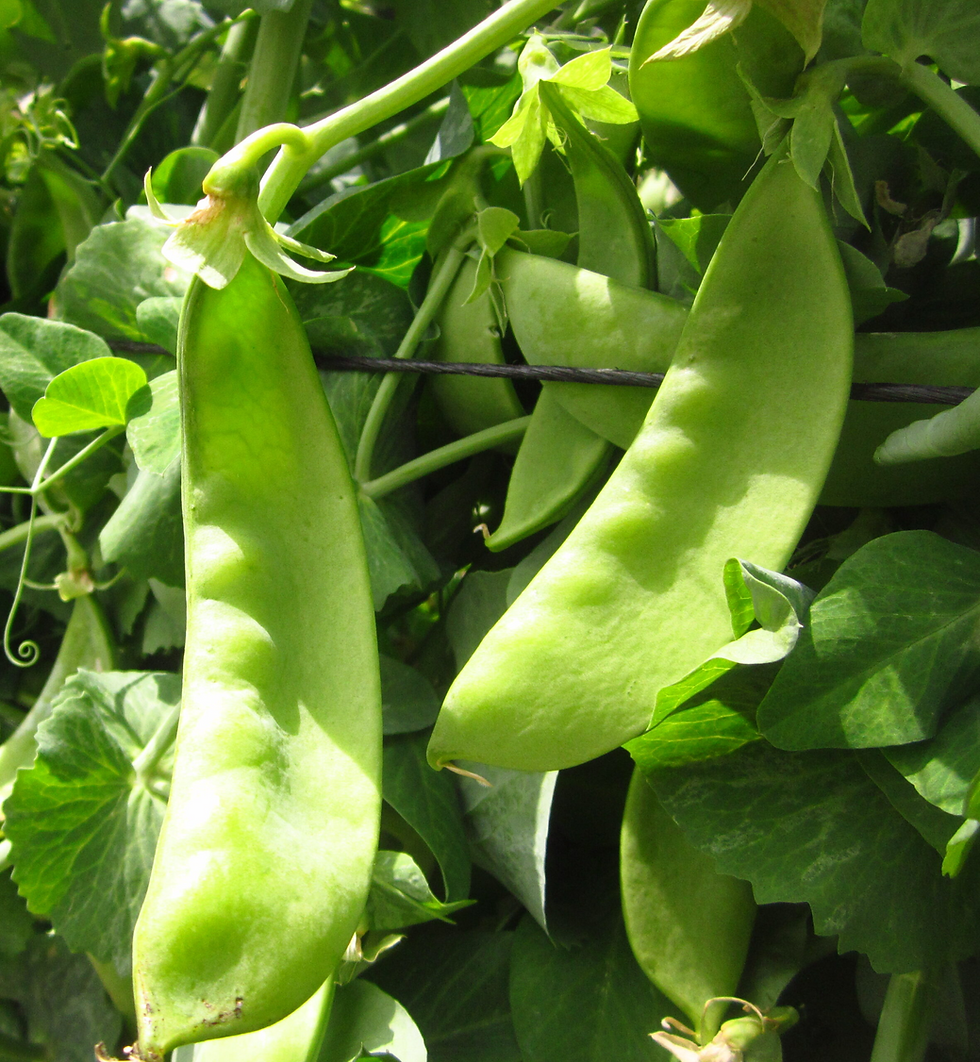 Buy Snowpea Oregon Seeds Organic My Seeds Au Garden Plants Flowers