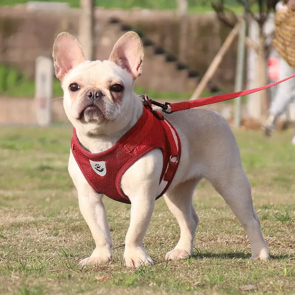 Thumbnail: Adjustable Pet Harness & Leash Set | Pet Products | Dog Clippers