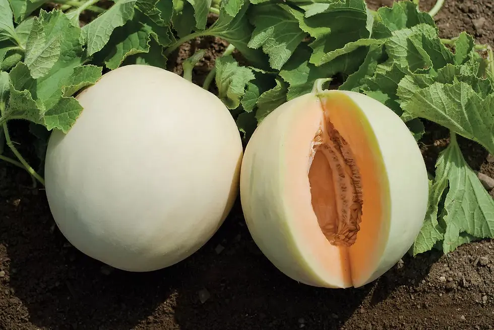 Thumbnail: Honey Dew Melon 20 fresh seeds