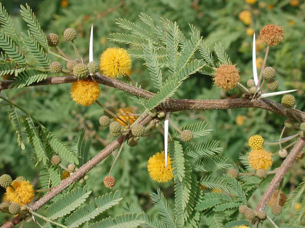 35 Acacia Farnesiana Mimosa Seeds | Acacia Tree Seeds | Acacia Plant Seeds | Acacia Seeds from Pearls