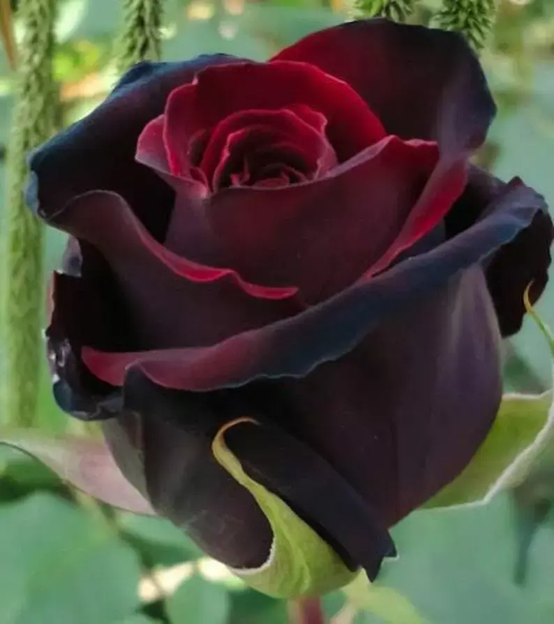 Rose Seeds Rose Tree Climbing Rose Seeds | Buy rose plants online