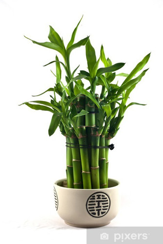 hanging light planter Planter Hanging Light Sunshine Boulevard