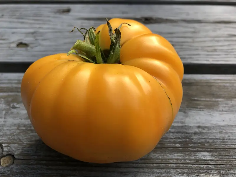 120+ Amana Orange Tomato Seeds | Seed Supply | Plants on sale online