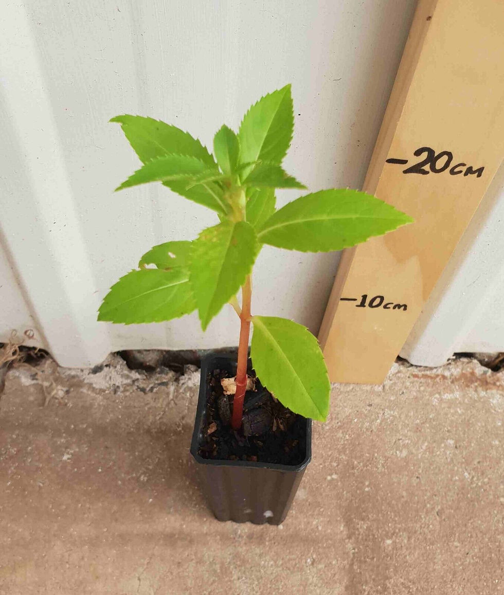 Thumbnail: Balsam Camellia Mixed Seeds